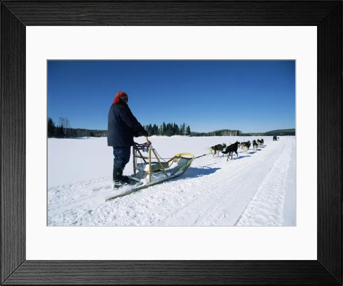 Framed Print : Dog team drawing sledge, Quebec, Canada, North America Framed Print : Dog team drawing sledge, Quebec, Canada, North America