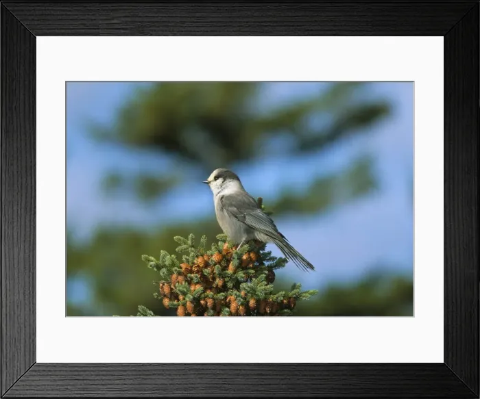 Framed Print : Close-up of grey jay bird, Kouchibouguac National Park, New Brunswick, Canada