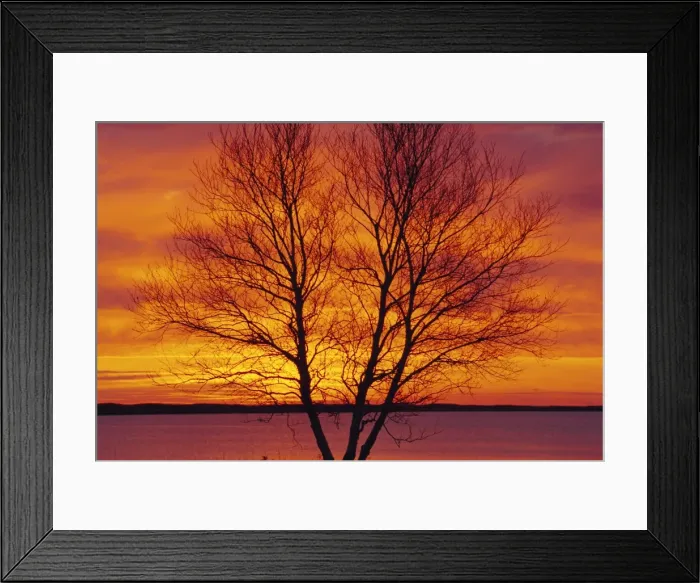 Framed Print : Silhouette of a Birch tree at sunrise, Kouchibouguac National Park, New Brunswick, Canada Framed Print : Silhouette of a Birch tree at sunrise, Kouchibouguac National Park, New Brunswick, Canada