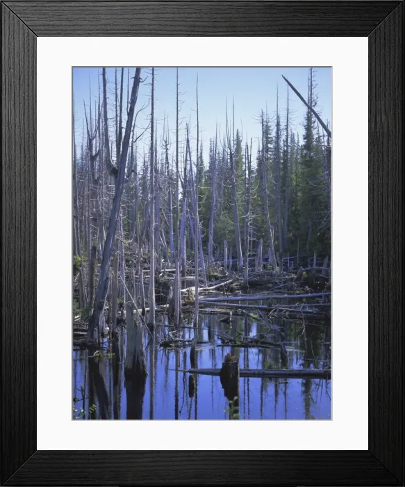 Framed Print : Queen Charlotte Islands, British Columbia (B. C. ), Canada, North America Framed Print : Queen Charlotte Islands, British Columbia (B. C. ), Canada, North America