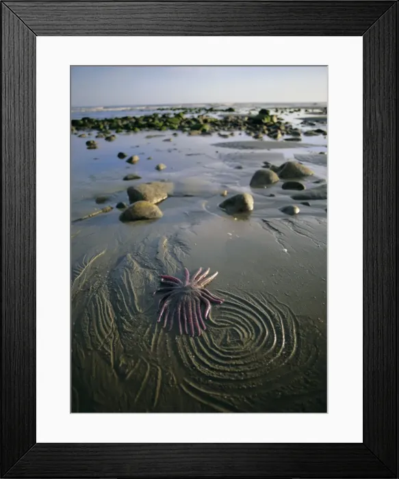 Framed Print : Beach, Queen Charlotte Islands, British Columbia (B. C. ), Canada, North America