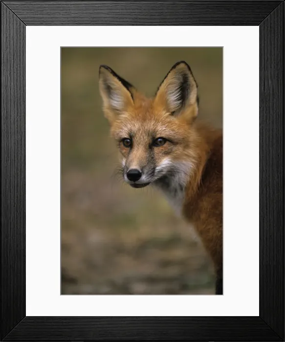 Framed Print : Redfox, (Vulpes vulpes), Ivanhoe Lake, Ontario, Canada Framed Print : Redfox, (Vulpes vulpes), Ivanhoe Lake, Ontario, Canada