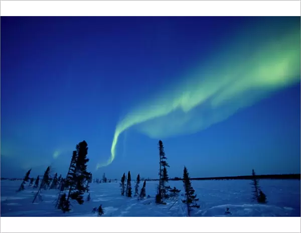 Northern Light, Aurora Borealis, Churchill, Manitoba, Canada