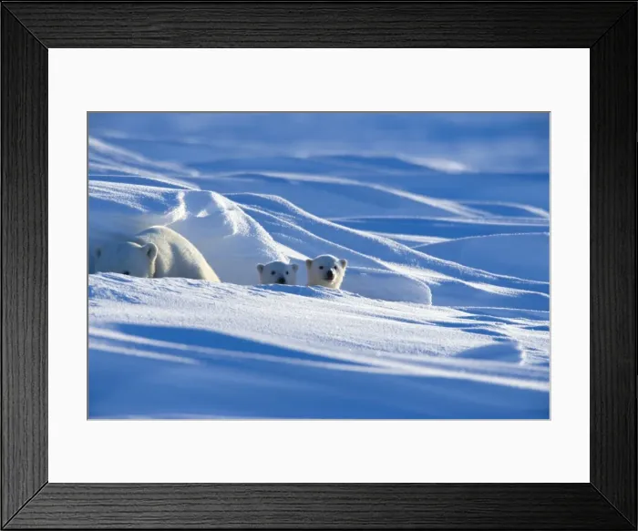 Framed Print : Polar Bear with cubs, (Ursus maritimus), Churchill, Manitoba, Canada Framed Print : Polar Bear with cubs, (Ursus maritimus), Churchill, Manitoba, Canada