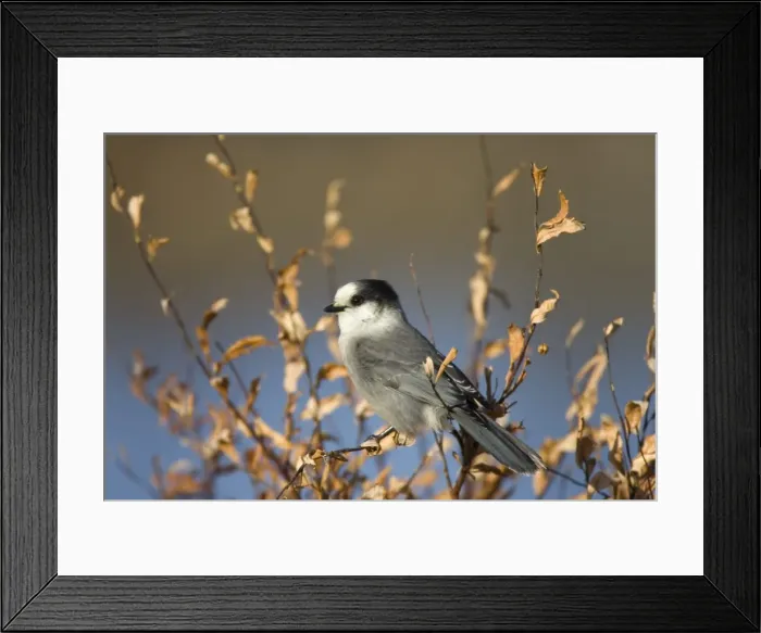 Framed Print : Whiskey-Jack, Prerisoreus canadensis, Churchill, Manitoba, Canada, North America Framed Print : Whiskey-Jack, Prerisoreus canadensis, Churchill, Manitoba, Canada, North America