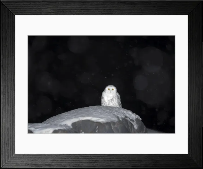 Framed Print : Snow owl, Nyctea scandiaca, Churchill, Manitoba, Canada, North America Framed Print : Snow owl, Nyctea scandiaca, Churchill, Manitoba, Canada, North America