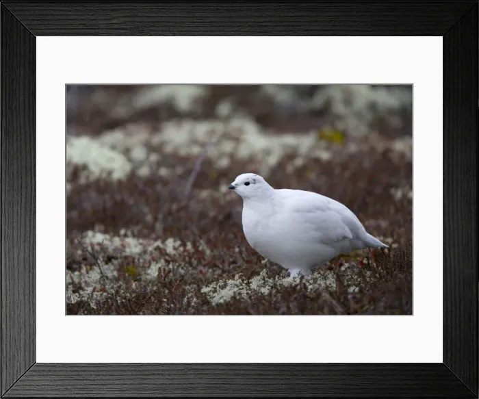 Framed Print : Ptarmigan, Lagopus mutus, Churchill, Manitoba, Canada, North America Framed Print : Ptarmigan, Lagopus mutus, Churchill, Manitoba, Canada, North America