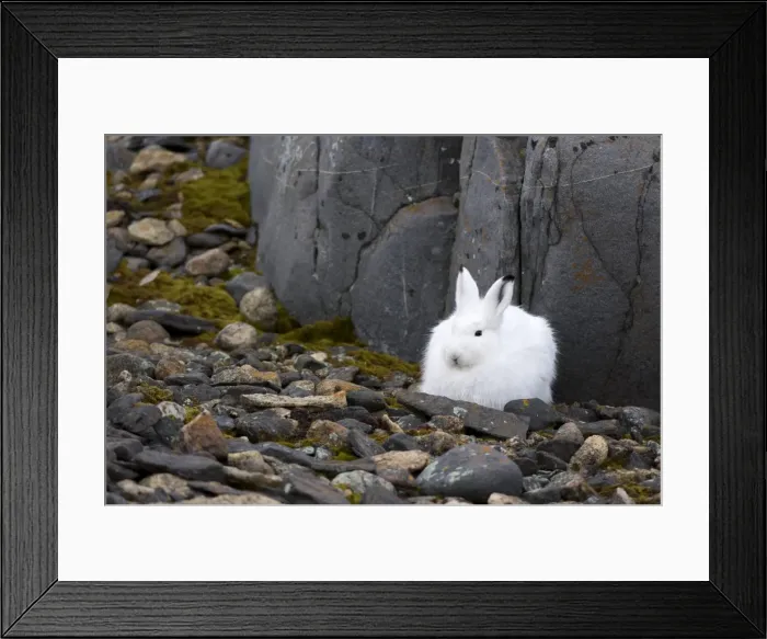 Framed Print : Snow hare, Lepus americanus, Churchill, Manitoba, Canada, North America Framed Print : Snow hare, Lepus americanus, Churchill, Manitoba, Canada, North America