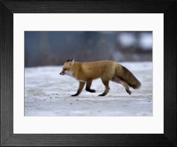 Framed Print : Red fox, Vulpes vulpes, Churchill, Manitoba, Canada, North America Framed Print : Red fox, Vulpes vulpes, Churchill, Manitoba, Canada, North America