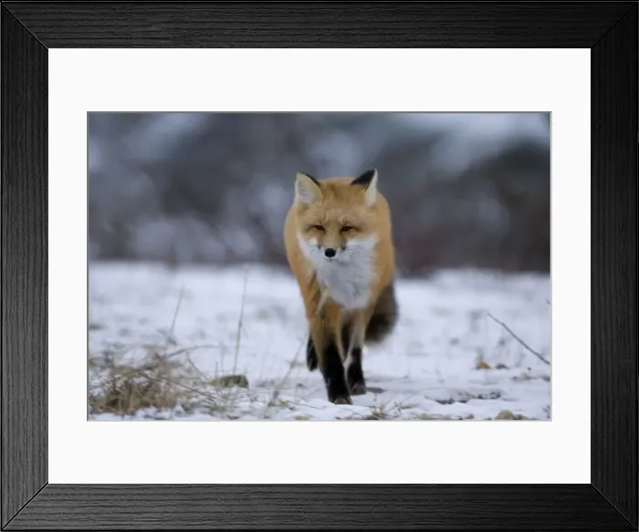 Framed Print : Red fox, Vulpes vulpes, Churchill, Manitoba, Canada, North America Framed Print : Red fox, Vulpes vulpes, Churchill, Manitoba, Canada, North America