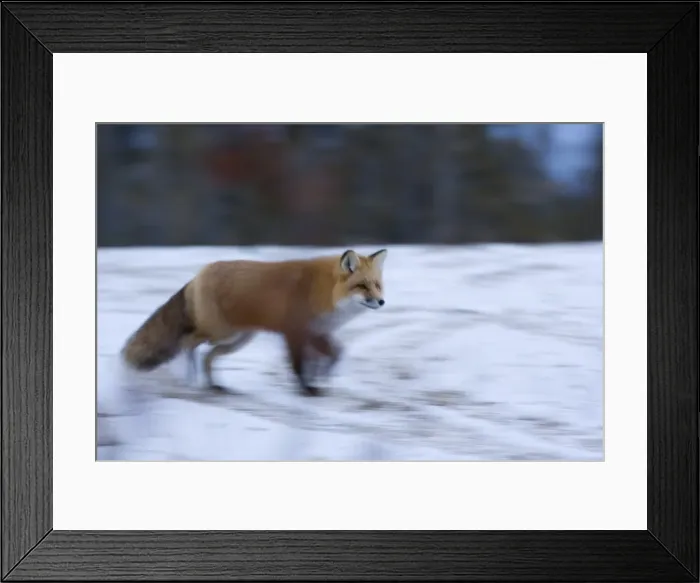 Framed Print : Red fox, Vulpes vulpes, Churchill, Manitoba, Canada, North America Framed Print : Red fox, Vulpes vulpes, Churchill, Manitoba, Canada, North America