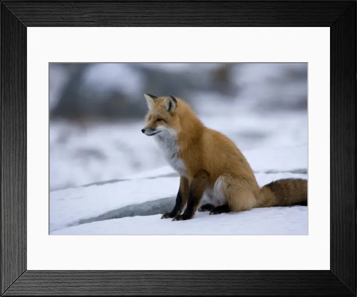 Framed Print : Red fox, Vulpes vulpes, Churchill, Manitoba, Canada, North America Framed Print : Red fox, Vulpes vulpes, Churchill, Manitoba, Canada, North America