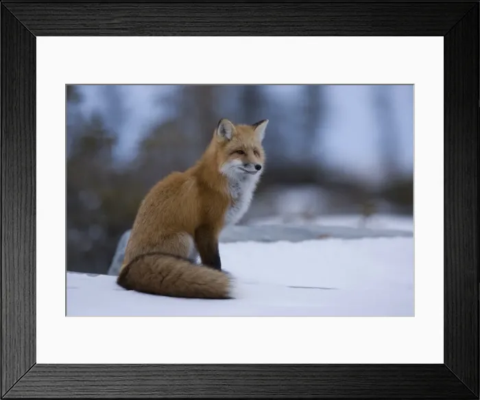 Framed Print : Red fox, Vulpes vulpes, Churchill, Manitoba, Canada, North America Framed Print : Red fox, Vulpes vulpes, Churchill, Manitoba, Canada, North America