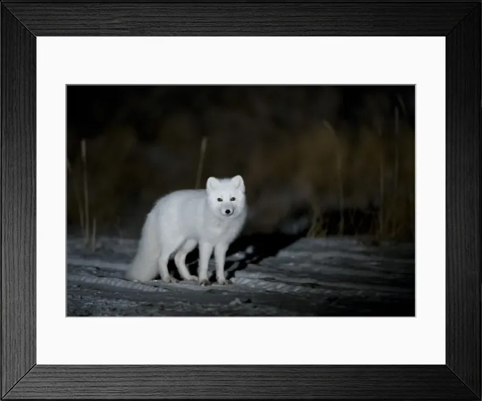 Framed Print : Arctic fox, Alopex lagopus, Churchill, Manitoba, Canada, North America Framed Print : Arctic fox, Alopex lagopus, Churchill, Manitoba, Canada, North America