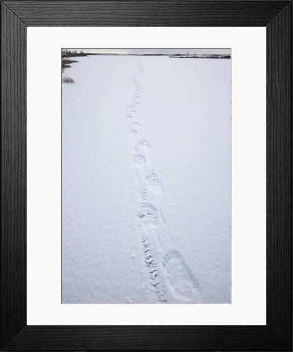 Framed Print : Polar bear track, Churchill, Manitoba, Canada, North America Framed Print : Polar bear track, Churchill, Manitoba, Canada, North America