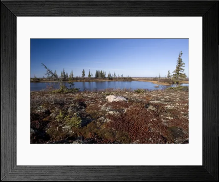 Framed Print : Landscape at Hudson Bay, Churchill, Manitoba, Canada, North America Framed Print : Landscape at Hudson Bay, Churchill, Manitoba, Canada, North America