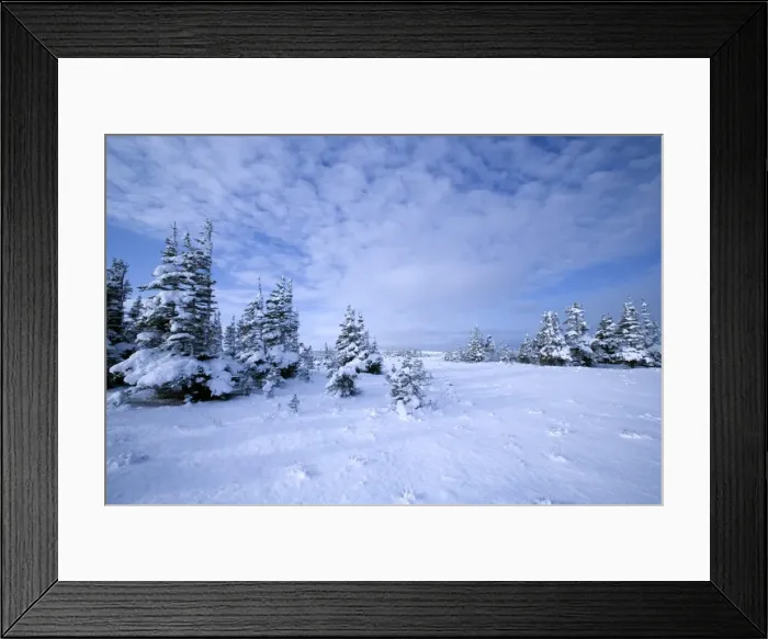 Framed Print : Winter landscape, Hudson Bay, Manitoba, Canada, North America Framed Print : Winter landscape, Hudson Bay, Manitoba, Canada, North America
