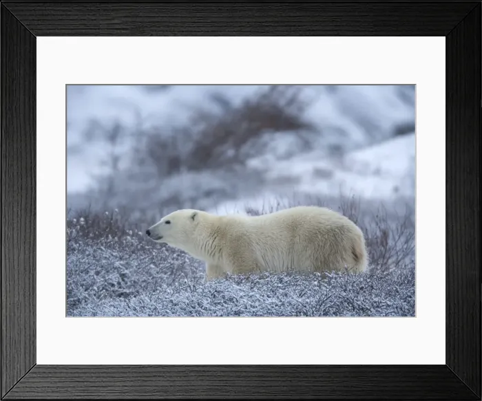 Framed Print : Polar bear, Ursus maritimus, Churchill, Manitoba, Canada, North America Framed Print : Polar bear, Ursus maritimus, Churchill, Manitoba, Canada, North America
