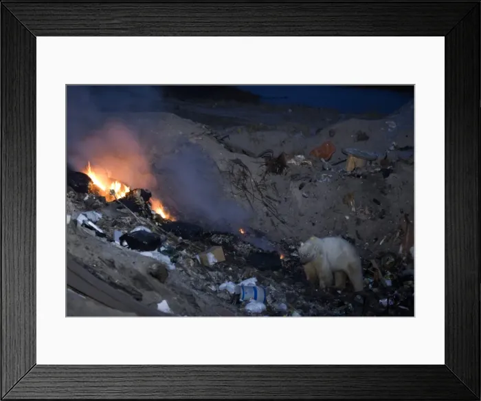 Framed Print : Polar bear at the dump, Ursus maritimus, Churchill, Manitoba, Canada, North America Framed Print : Polar bear at the dump, Ursus maritimus, Churchill, Manitoba, Canada, North America