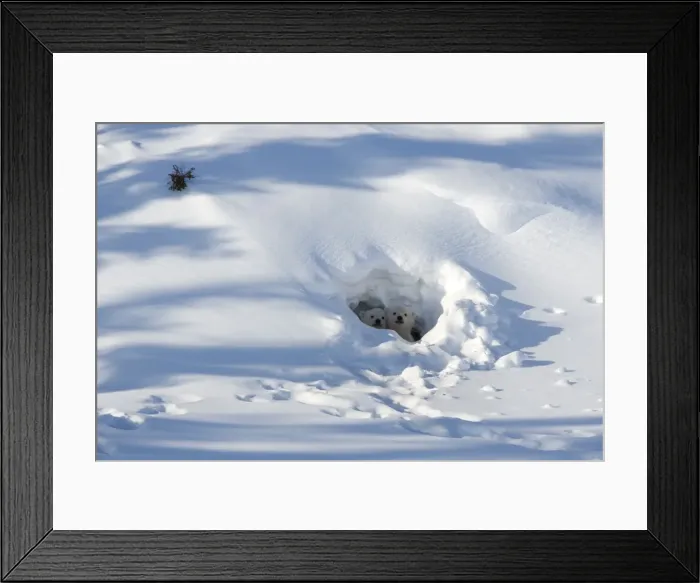 Framed Print : Polar bear (Ursus maritimus) cubs looking out of the den, Wapusk National Park Framed Print : Polar bear (Ursus maritimus) cubs looking out of the den, Wapusk National Park