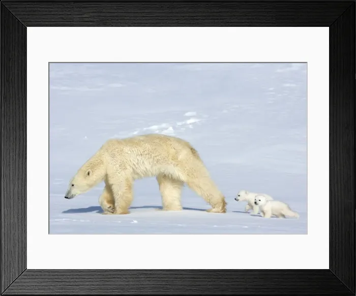 Framed Print : Polar bear (Ursus maritimus) mother with twin cubs, Wapusk National Park Framed Print : Polar bear (Ursus maritimus) mother with twin cubs, Wapusk National Park