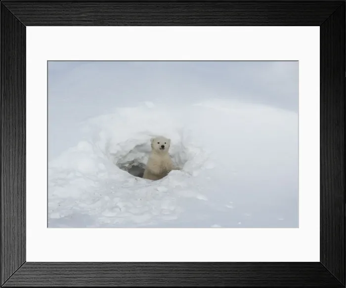 Framed Print : Polar bear (Ursus maritimus) cub looking out of den, Wapusk National Park Framed Print : Polar bear (Ursus maritimus) cub looking out of den, Wapusk National Park