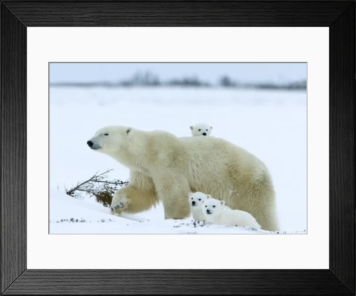 Framed Print : Polar bear (Ursus maritimus) mother with triplets, Wapusk National Park Framed Print : Polar bear (Ursus maritimus) mother with triplets, Wapusk National Park