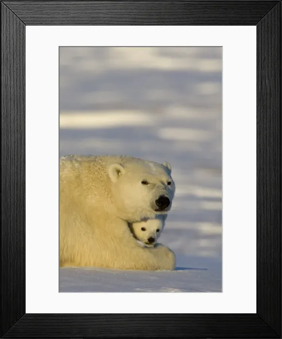 Framed Print : Polar Bear with cubs, (Ursus maritimus), Churchill, Manitoba, Canada Framed Print : Polar Bear with cubs, (Ursus maritimus), Churchill, Manitoba, Canada