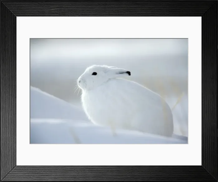 Framed Print : Snow hare (Lepus americanus), Churchill, Manitoba, Canada, North America Framed Print : Snow hare (Lepus americanus), Churchill, Manitoba, Canada, North America