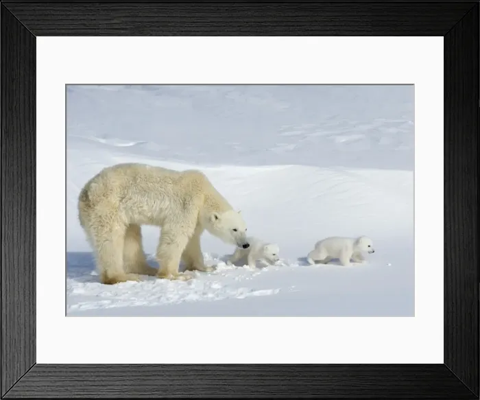 Framed Print : Polar bear (Ursus maritimus) mother with twin cubs, Wapusk National Park Framed Print : Polar bear (Ursus maritimus) mother with twin cubs, Wapusk National Park