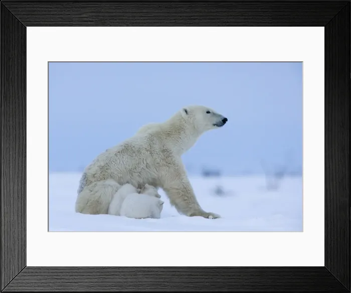 Framed Print : Polar bear (Ursus maritimus) mother with triplets, Wapusk National Park Framed Print : Polar bear (Ursus maritimus) mother with triplets, Wapusk National Park
