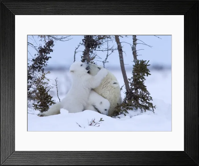 Framed Print : Polar Bear with cubs, (Ursus maritimus), Churchill, Manitoba, Canada Framed Print : Polar Bear with cubs, (Ursus maritimus), Churchill, Manitoba, Canada