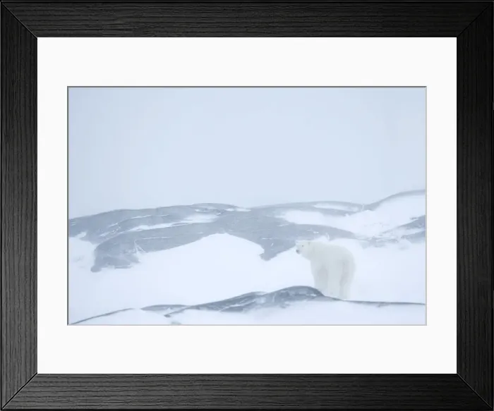 Framed Print : Polar bear (Ursus maritimus), Hudson Bay, Churchill, Manitoba, Canada, North America Framed Print : Polar bear (Ursus maritimus), Hudson Bay, Churchill, Manitoba, Canada, North America