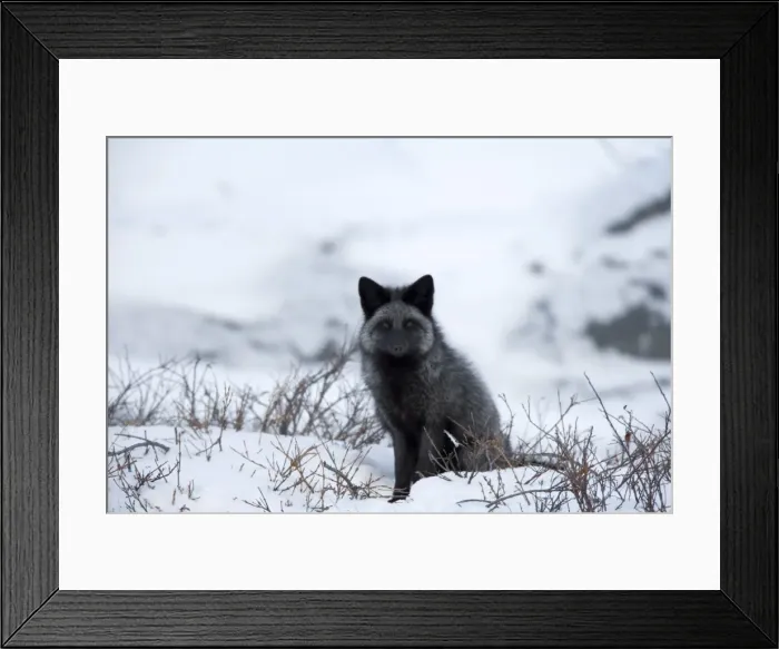 Framed Print : Silverfox (red fox) (Vulpes vulpes), Churchill, Hudson Bay, Manitoba, Canada Framed Print : Silverfox (red fox) (Vulpes vulpes), Churchill, Hudson Bay, Manitoba, Canada