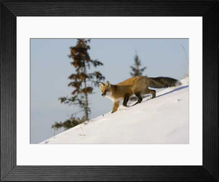 Framed Print : Redfox (Vulpes vulpes), Churchill, Hudson Bay, Manitoba, Canada, North America Framed Print : Redfox (Vulpes vulpes), Churchill, Hudson Bay, Manitoba, Canada, North America
