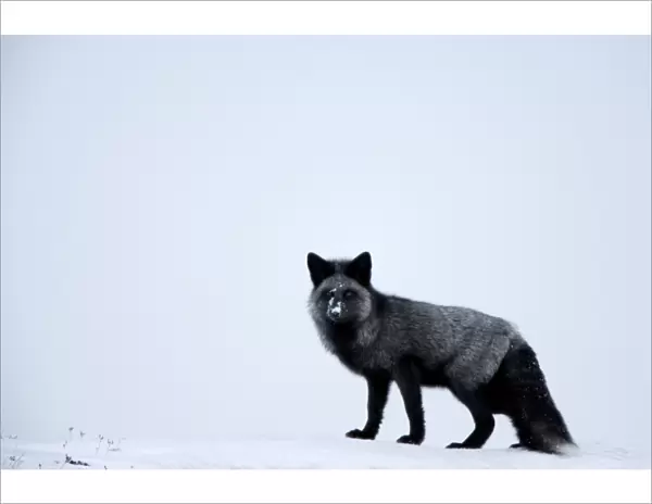 Silverfox (red fox) (Vulpes vulpes), Churchill, Hudson Bay, Manitoba, Canada