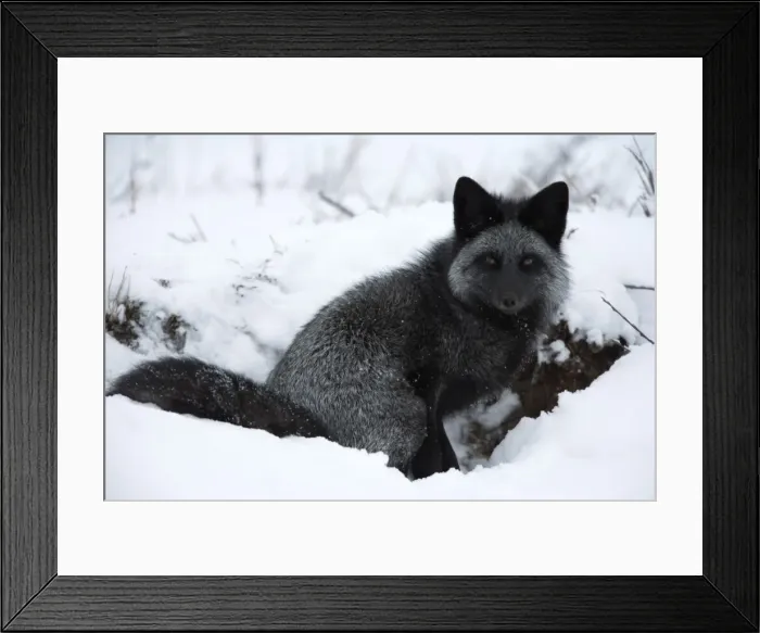 Framed Print : Silverfox (red fox) (Vulpes vulpes), Churchill, Hudson Bay, Manitoba, Canada Framed Print : Silverfox (red fox) (Vulpes vulpes), Churchill, Hudson Bay, Manitoba, Canada
