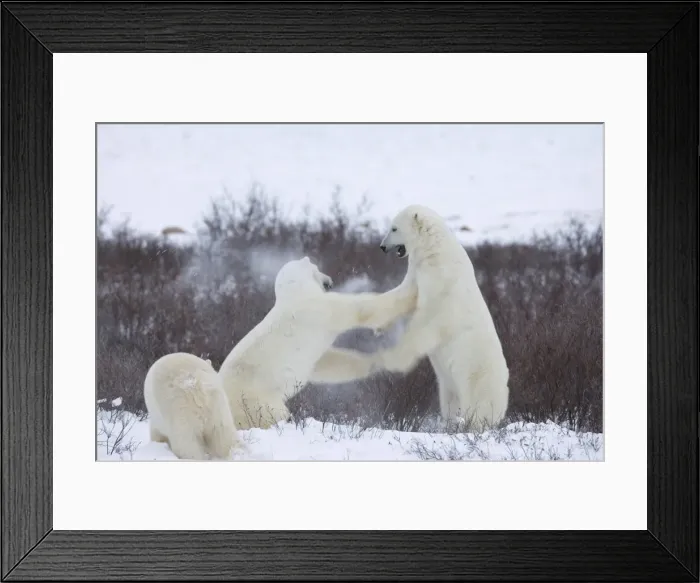 Framed Print : Polar bears (Ursus maritimus), Churchill, Hudson Bay, Manitoba, Canada, North America Framed Print : Polar bears (Ursus maritimus), Churchill, Hudson Bay, Manitoba, Canada, North America