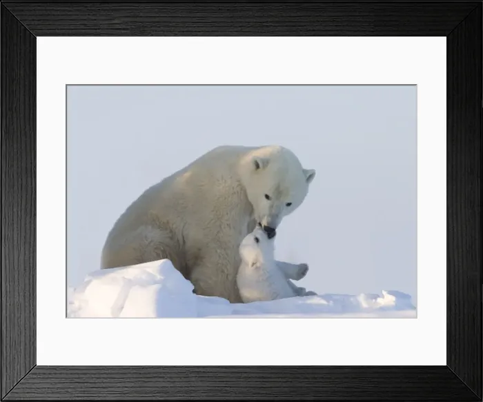 Framed Print : Polar Bear with a cub, (Ursus maritimus), Churchill, Manitoba, Canada Framed Print : Polar Bear with a cub, (Ursus maritimus), Churchill, Manitoba, Canada