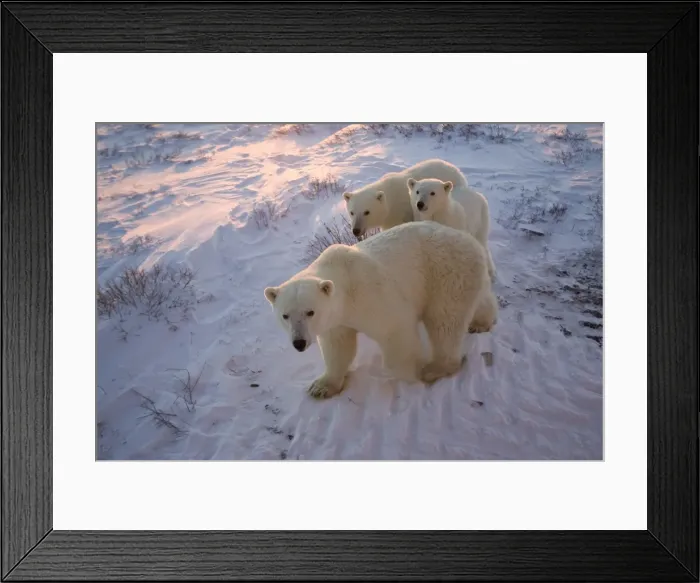 Framed Print : Polar bears (Ursus maritimus), Churchill, Hudson Bay, Manitoba, Canada, North America Framed Print : Polar bears (Ursus maritimus), Churchill, Hudson Bay, Manitoba, Canada, North America