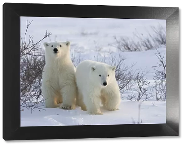 Polar bear cubs (Ursus maritimus), Churchill, Hudson Bay, Manitoba, Canada, North America