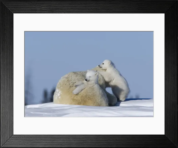 Framed Print : Polar Bear with cubs, (Ursus maritimus), Churchill, Manitoba, Canada Framed Print : Polar Bear with cubs, (Ursus maritimus), Churchill, Manitoba, Canada