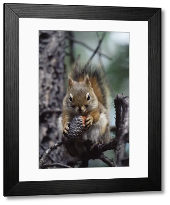 Framed Print : Red squirrel (Tamiasciurus hudsonicus), Alcan, Yukon Territory, Canada, North America Framed Print : Red squirrel (Tamiasciurus hudsonicus), Alcan, Yukon Territory, Canada, North America