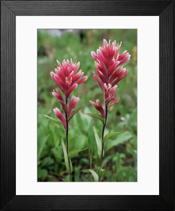 Framed Print : Paintbrush, Banff National Park, Alberta, Canada, North America Framed Print : Paintbrush, Banff National Park, Alberta, Canada, North America