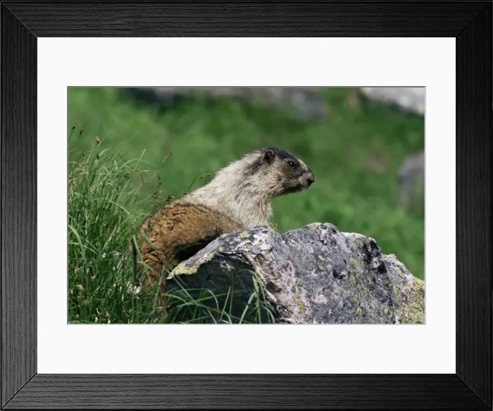 Framed Print : Hoary marmot (Marmotta caligata), Banff National Park, Alberta, Canada, North America Framed Print : Hoary marmot (Marmotta caligata), Banff National Park, Alberta, Canada, North America