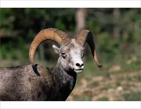 Male stone sheep (Ovis dalli stonei), Stone Mountain Provincial Park, British Columbia