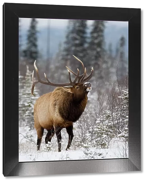 Bull elk (Cervus canadensis) bugling in the snow, Jasper National Park