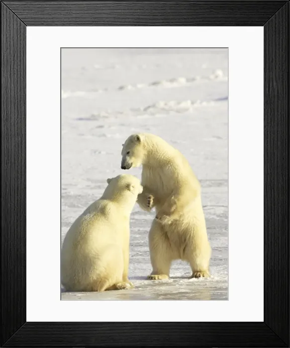 Framed Print : Two polar bears (Thalarctos maritimus) sparring, Churchill, Manitoba, Canada Framed Print : Two polar bears (Thalarctos maritimus) sparring, Churchill, Manitoba, Canada