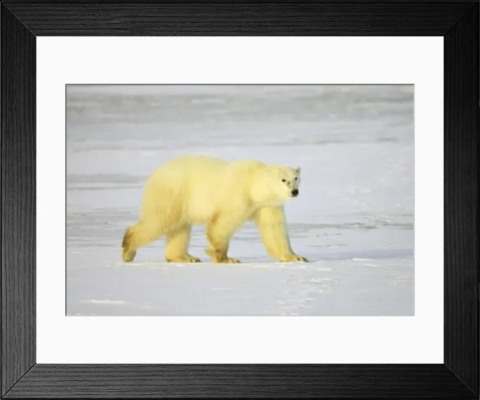 Framed Print : Polar bear (Thalarctos maritimus), Churchill, Manitoba, Canada, North America Framed Print : Polar bear (Thalarctos maritimus), Churchill, Manitoba, Canada, North America