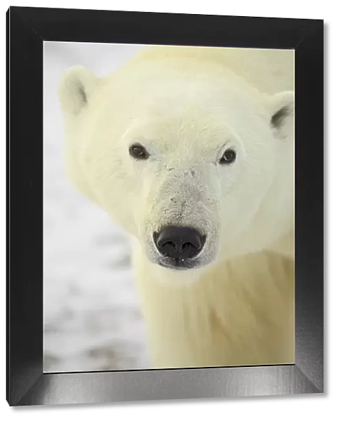 Polar bear (Thalarctos maritimus), Churchill, Manitoba, Canada, North America